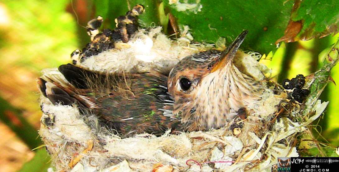 Allens Hummingbird chick and nest image 3-26-2014